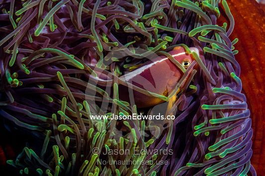 A skunk anemonefish swimming among the stinging tentacles of its anemone. Bwejuu, Blue Lagoon Reef, Unguja Island, Zanzibar, Tanzania, Africa.