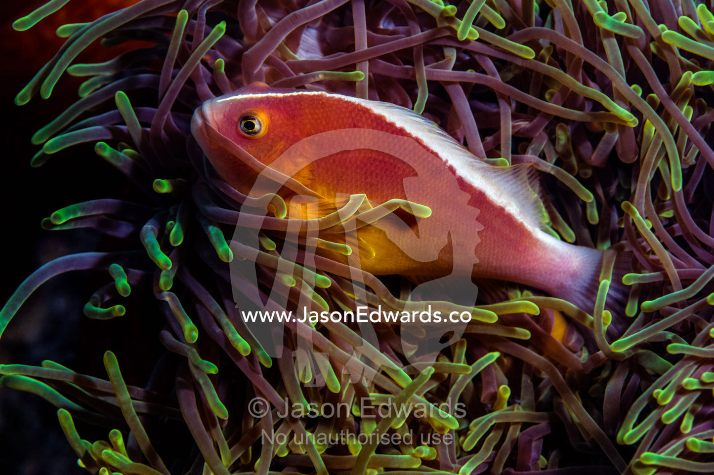 A skunk anemonefish swimming among the stinging tentacles of its anemone. Bwejuu, Blue Lagoon Reef, Unguja Island, Zanzibar, Tanzania, Africa.