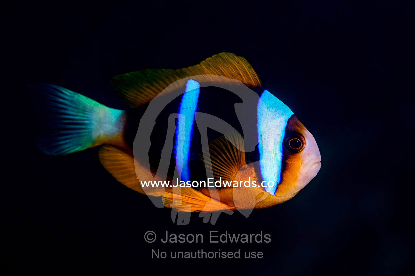 The iridescent neon blue stripe on the flank of an anemonefish at night. Bwejuu, Blue Lagoon Reef, Unguja Island, Zanzibar, Tanzania.