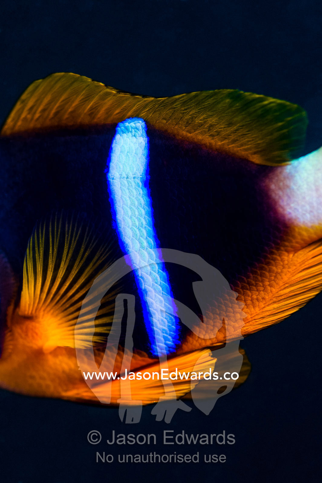 The iridescent neon blue stripe on the flank of an anemonefish at night. Bwejuu, Blue Lagoon Reef, Unguja Island, Zanzibar, Tanzania.