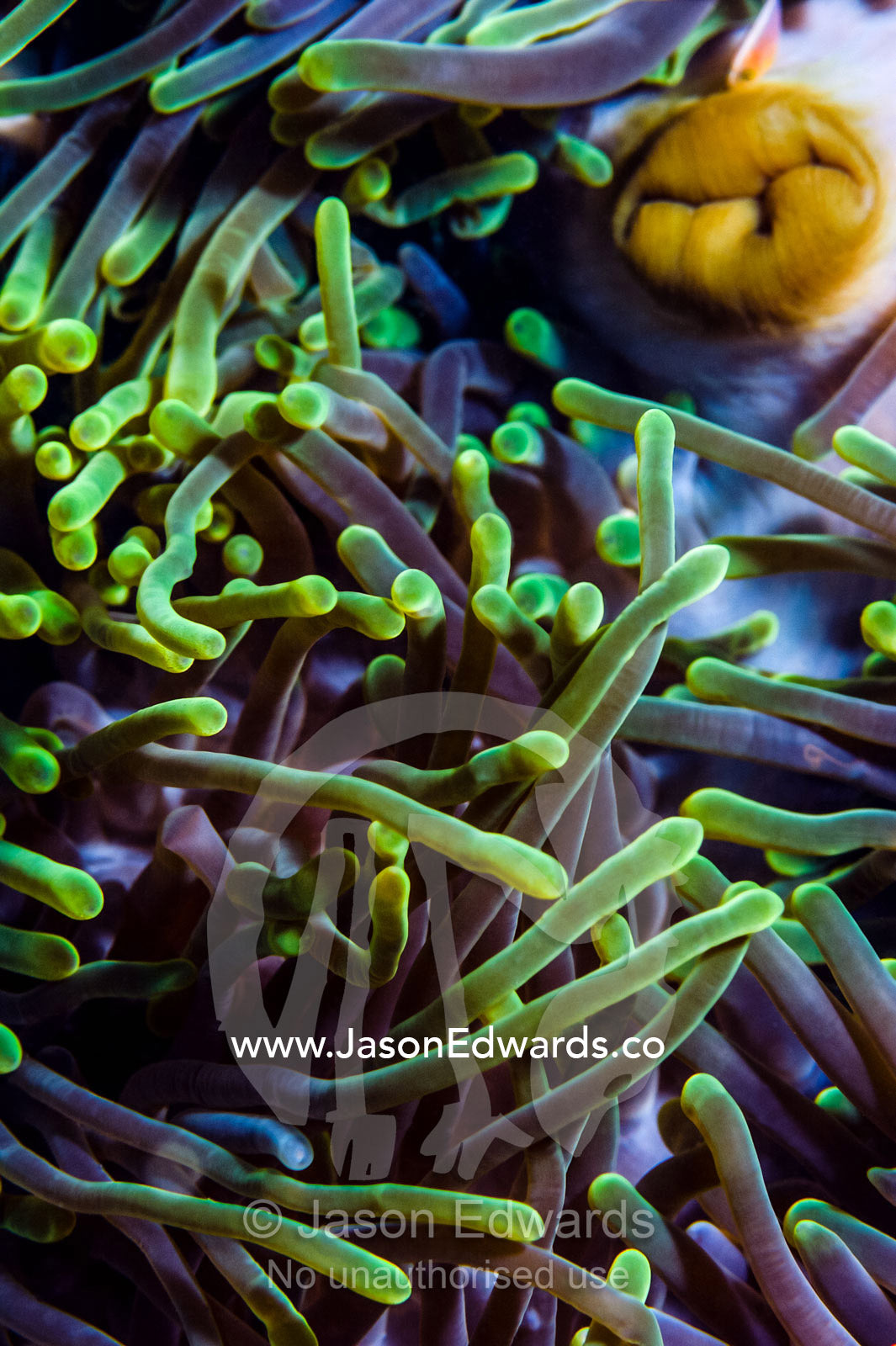 The iridescent green tentacles surrounding the mouth and anus of a Magnificent Sea Anemone. Bwejuu, Blue Lagoon Reef, Unguja Island, Zanzibar, Tanzania.