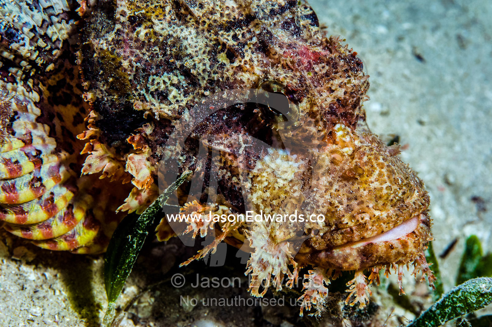 Mosaic scales and camouflage of a venomous bearded scorpionfish resting on the sandy bottom near a coral reef. Bwejuu, Blue Lagoon Reef, Unguja Island, Zanzibar, Tanzania.