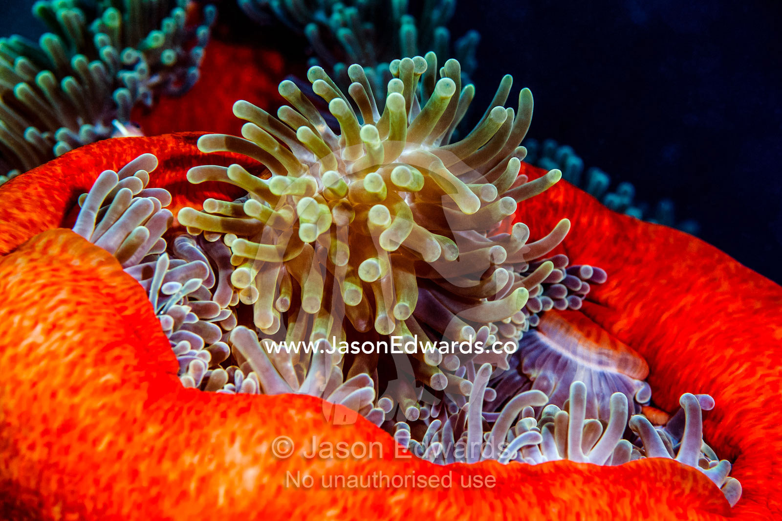 A cluster of stinging tentacles of a bright red Magnificent Sea Anemone. Bwejuu, Blue Lagoon Reef, Unguja Island, Zanzibar, Tanzania.