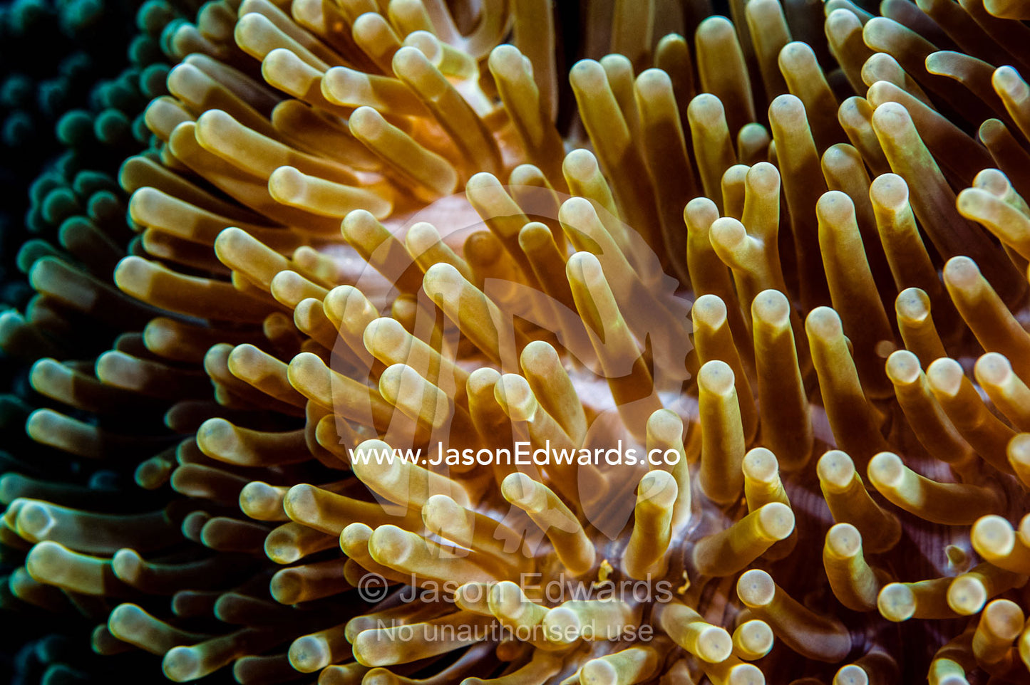 A cluster of stinging tentacles of a Magnificent Sea Anemone. Bwejuu, Blue Lagoon Reef, Unguja Island, Zanzibar, Tanzania.