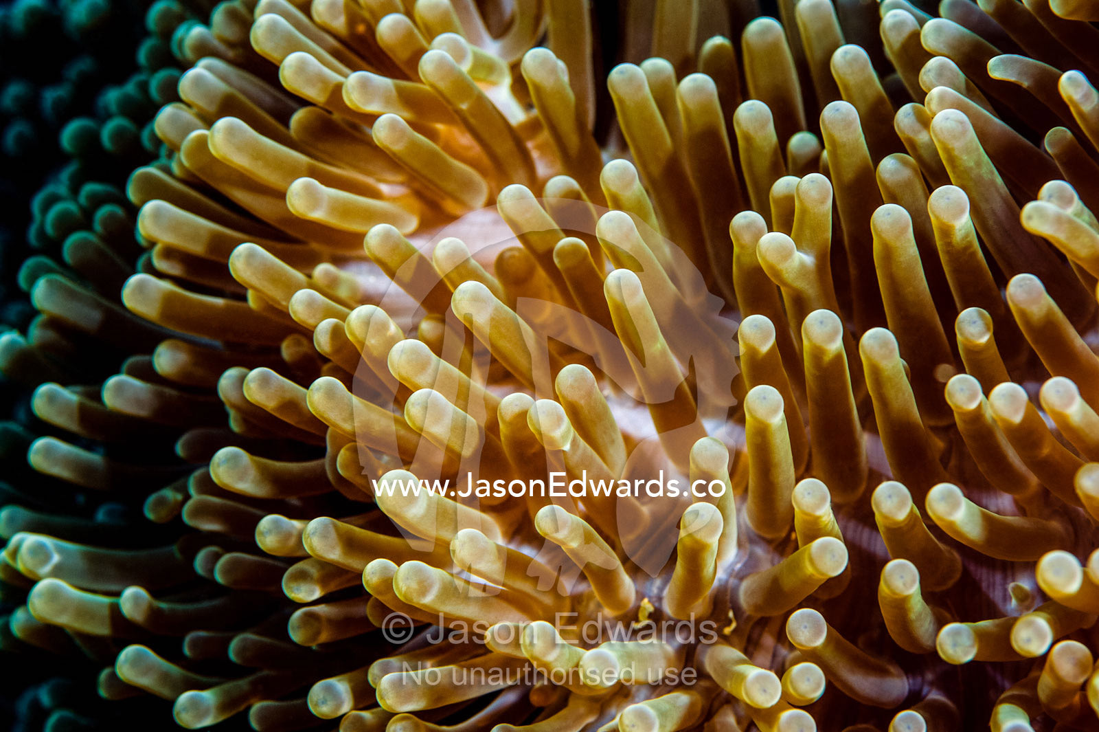 A cluster of stinging tentacles of a Magnificent Sea Anemone. Bwejuu, Blue Lagoon Reef, Unguja Island, Zanzibar, Tanzania.