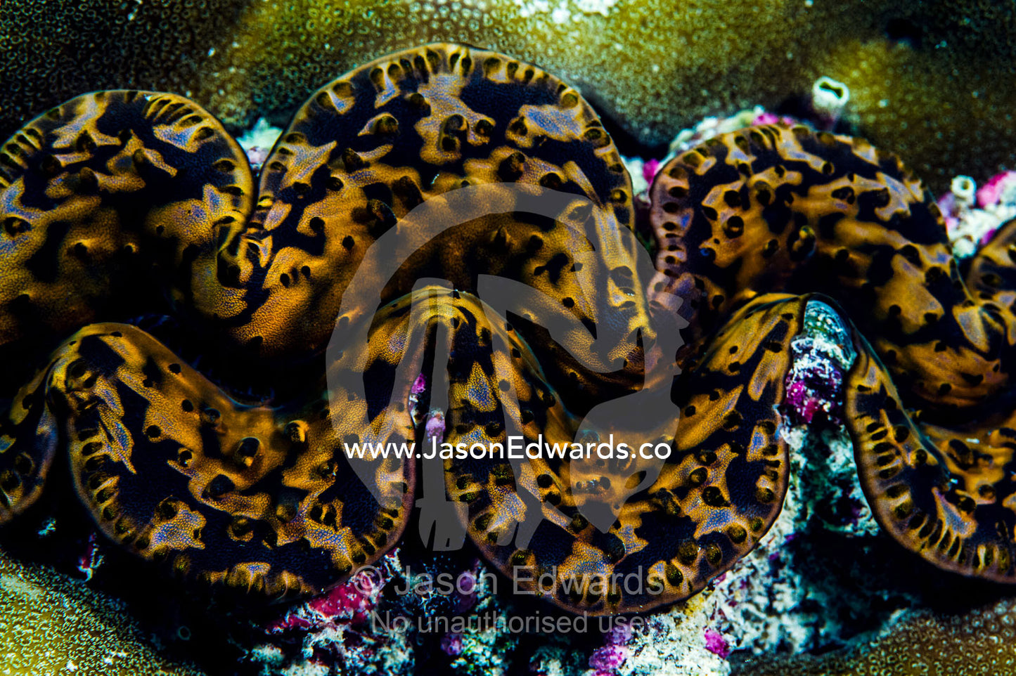 The mosaic mottled flesh on the lips of a Giant Clam on a tropical reef. Bwejuu, Blue Lagoon Reef, Unguja Island, Zanzibar, Tanzania.
