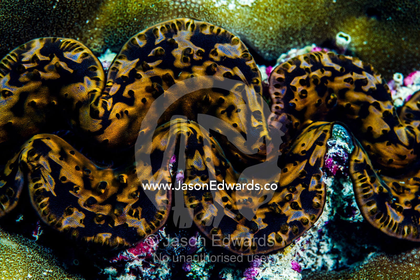 The mosaic mottled flesh on the lips of a Giant Clam on a tropical reef. Bwejuu, Blue Lagoon Reef, Unguja Island, Zanzibar, Tanzania.