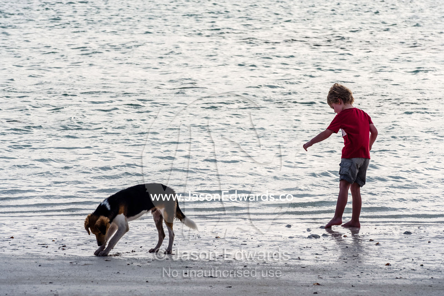 A small boy and his dog digging in the sand on a tropical island beach at low tide with their feet. Bwejuu, Echo Beach, Unguja Island, Zanzibar, Tanzania.