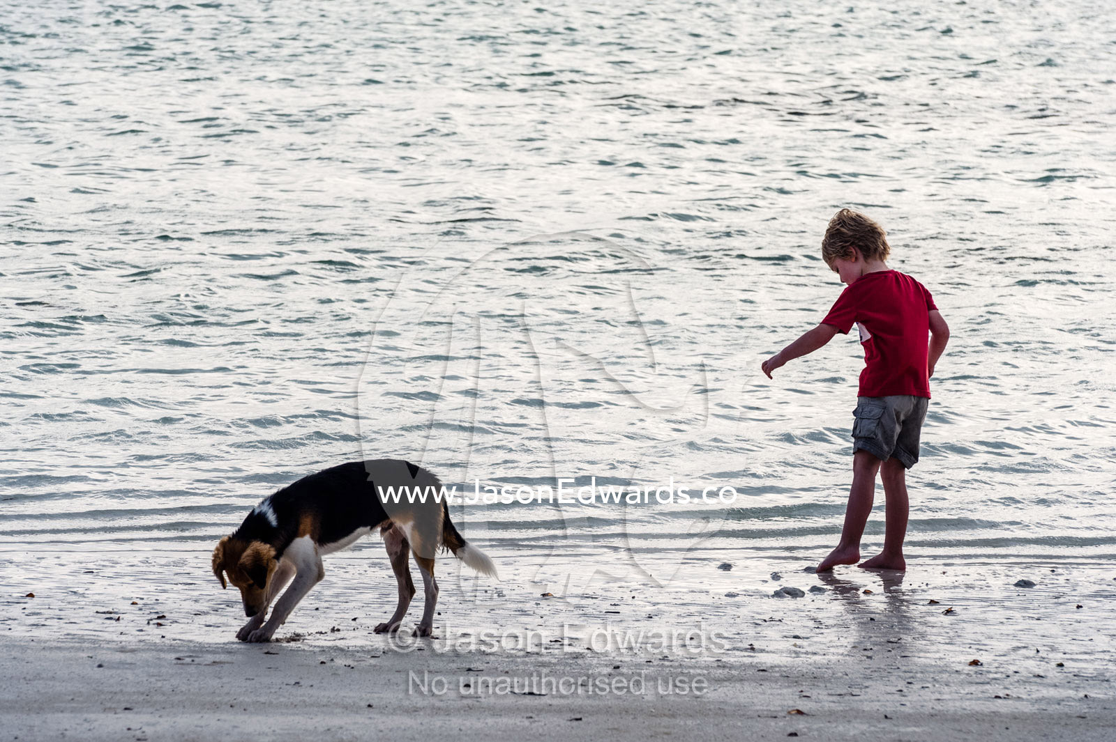 A small boy and his dog digging in the sand on a tropical island beach at low tide with their feet. Bwejuu, Echo Beach, Unguja Island, Zanzibar, Tanzania.