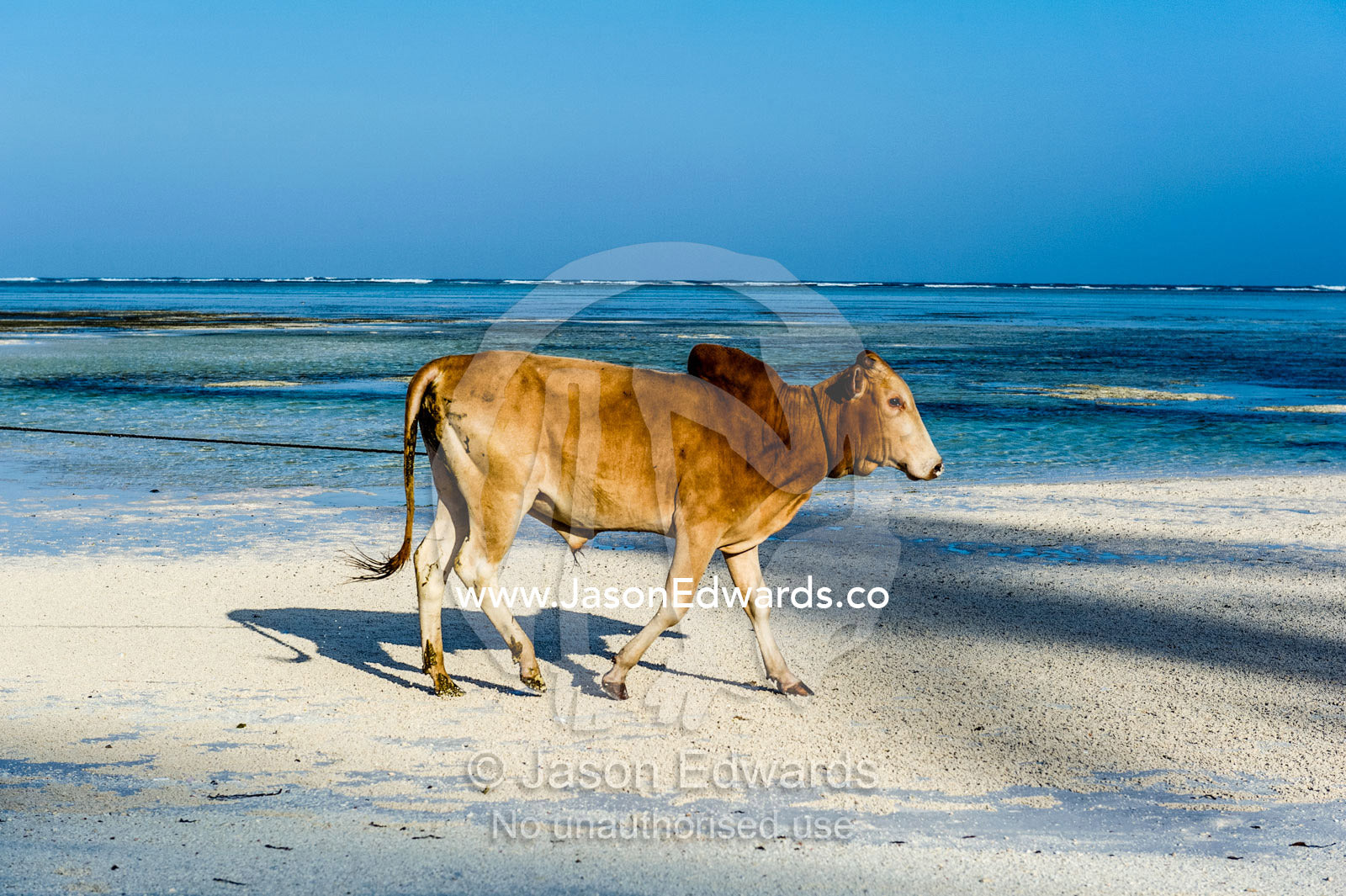 A domestic bull walking along a white sand beach on a tropical island at low tide. Bwejuu, Echo Beach, Unguja Island, Zanzibar, Tanzania.