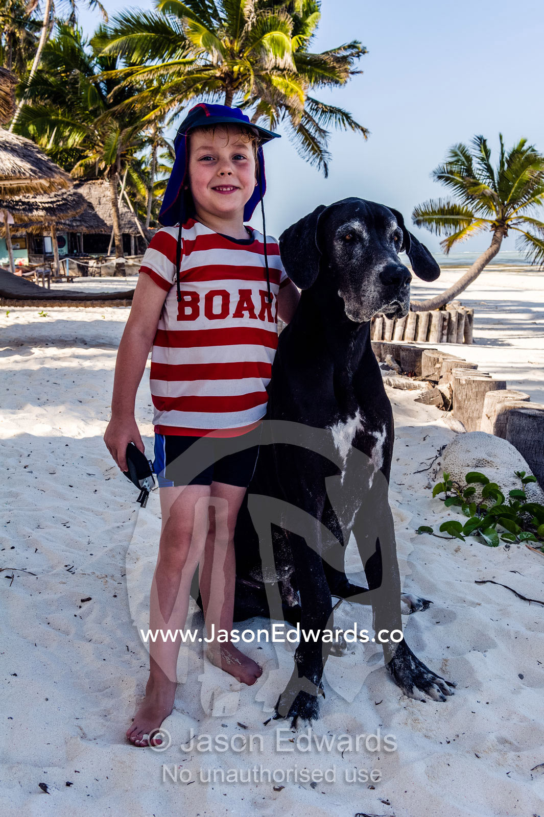 A small boy playing with a Great Dane at a resort on a tropical island. Bwejuu, Echo Beach, Unguja Island, Zanzibar, Tanzania.