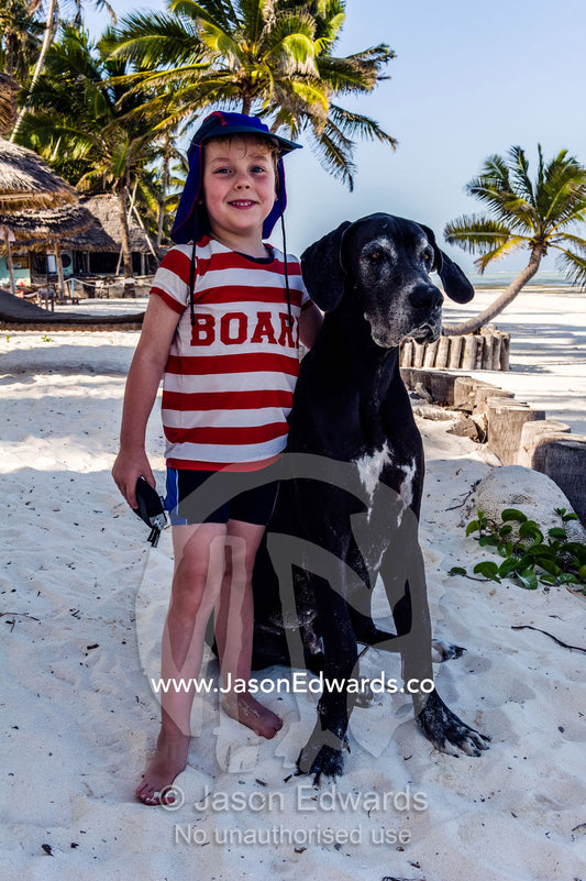 A small boy playing with a Great Dane at a resort on a tropical island. Bwejuu, Echo Beach, Unguja Island, Zanzibar, Tanzania.