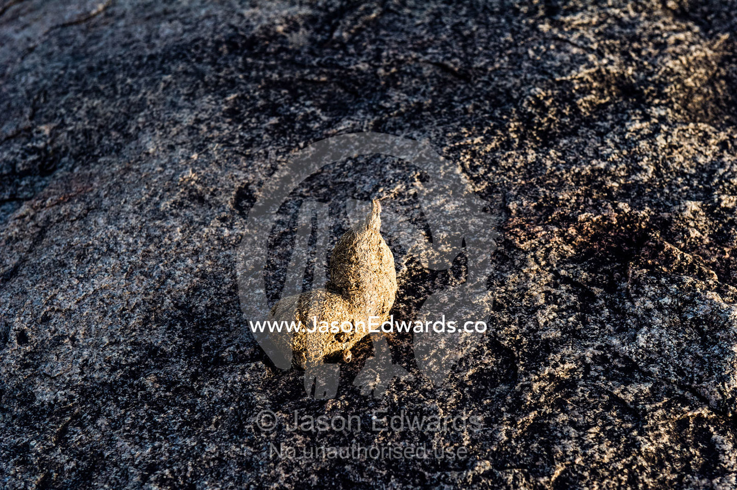 Faeces from an Olive Baboon on a granite outcrop known as a kopje. Moru Kopjes, Serengeti National Park, Serengeti, World Heritage Site, Tanzania.