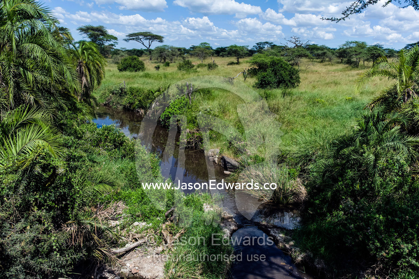 The palm-lined shores of a small river flowing through a lush savannah grassland. Serengeti National Park, Serengeti, World Heritage Site, Tanzania.
