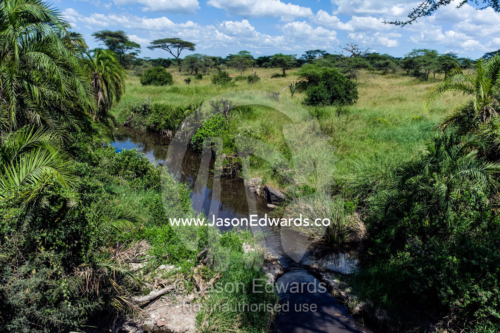 The palm-lined shores of a small river flowing through a lush savannah grassland. Serengeti National Park, Serengeti, World Heritage Site, Tanzania.