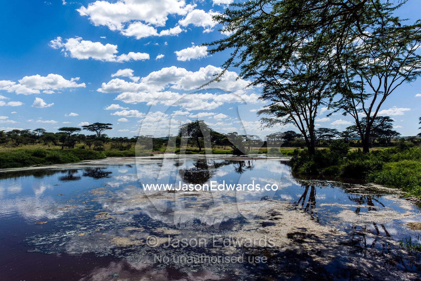 Clouds and acacia trees reflected in the calm surface of a waterhole on the savannah plain. Serengeti National Park, Serengeti, World Heritage Site, Tanzania.