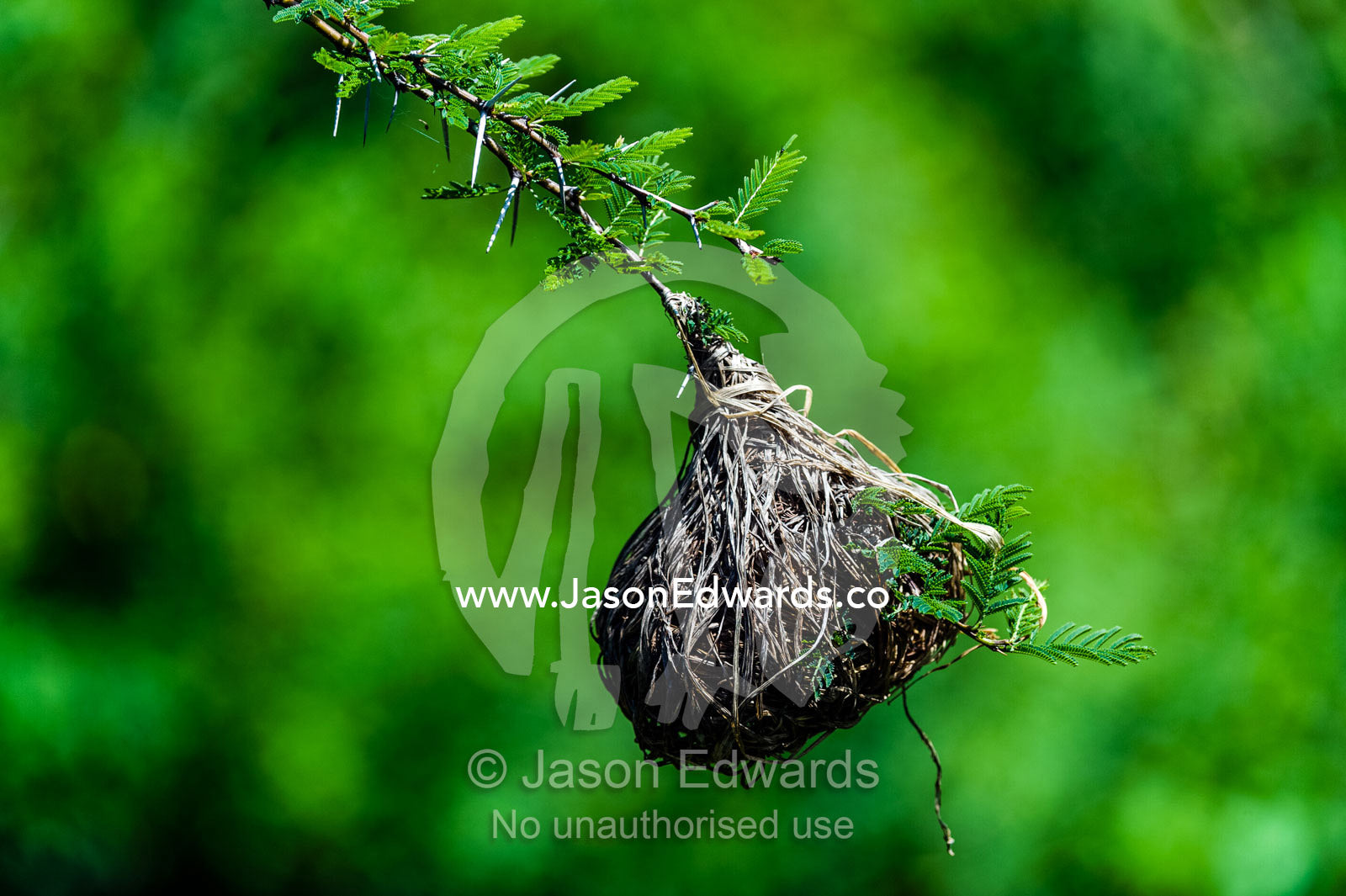 A nest of dry grass woven by a Lesser Masked Weaver hangs from a thorny Acacia tree branch. Serengeti National Park, Serengeti, World Heritage Site, Tanzania.