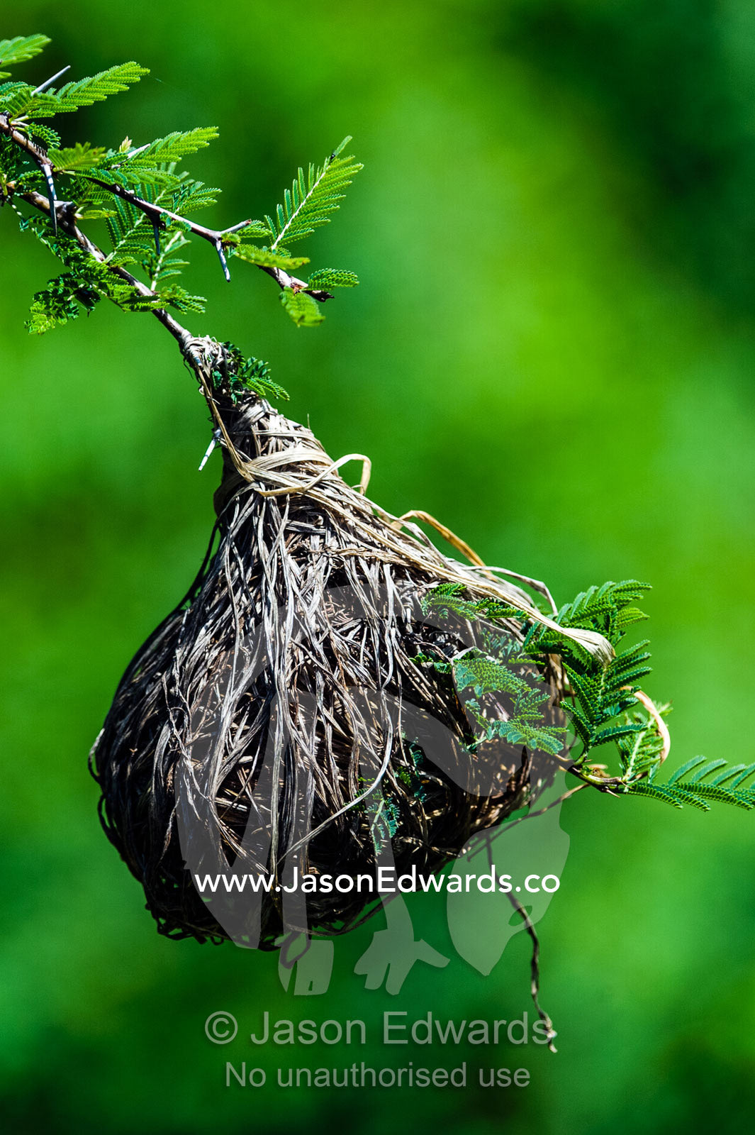 A nest of dry grass woven by a Lesser Masked Weaver hangs from a thorny Acacia tree branch. Serengeti National Park, Serengeti, World Heritage Site, Tanzania.