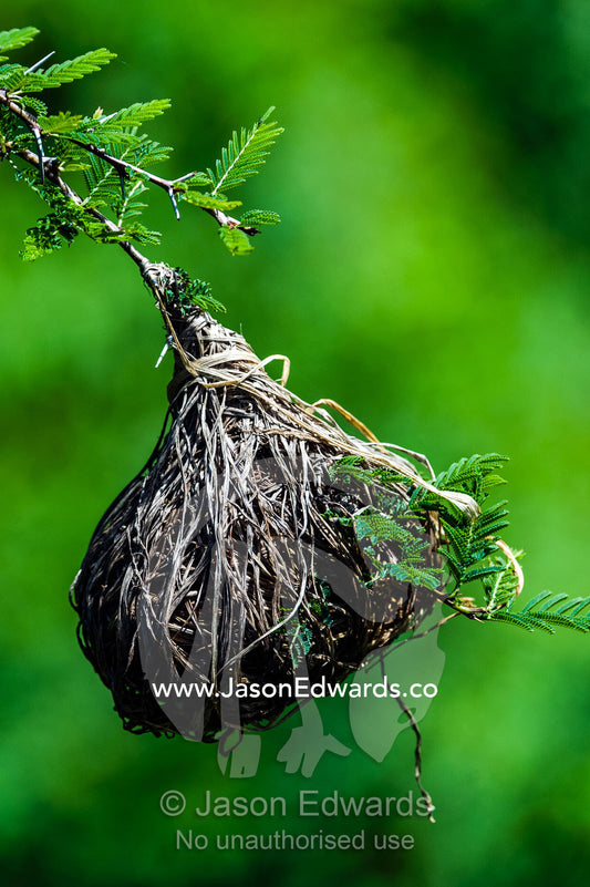 A nest of dry grass woven by a Lesser Masked Weaver hangs from a thorny Acacia tree branch. Serengeti National Park, Serengeti, World Heritage Site, Tanzania.