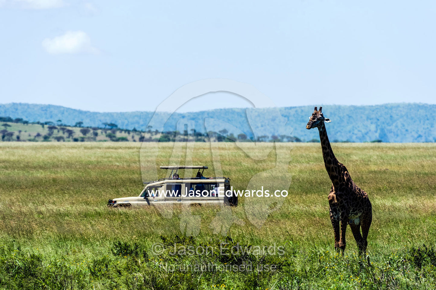 Tourists in a safari 4WD observe a giraffe on the savannah. Serengeti National Park, Serengeti, World Heritage Site, Tanzania.