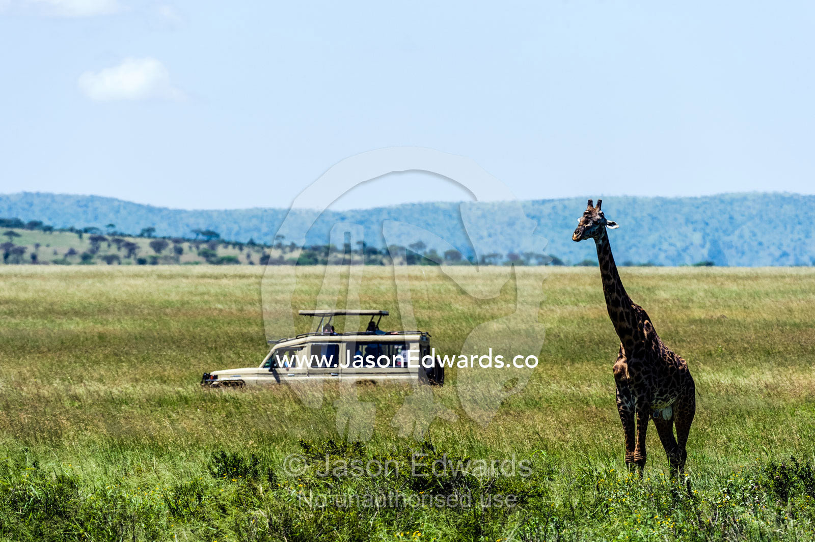 Tourists in a safari 4WD observe a giraffe on the savannah. Serengeti National Park, Serengeti, World Heritage Site, Tanzania.