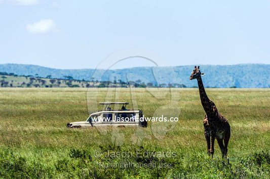 Tourists in a safari 4WD observe a giraffe on the savannah. Serengeti National Park, Serengeti, World Heritage Site, Tanzania.