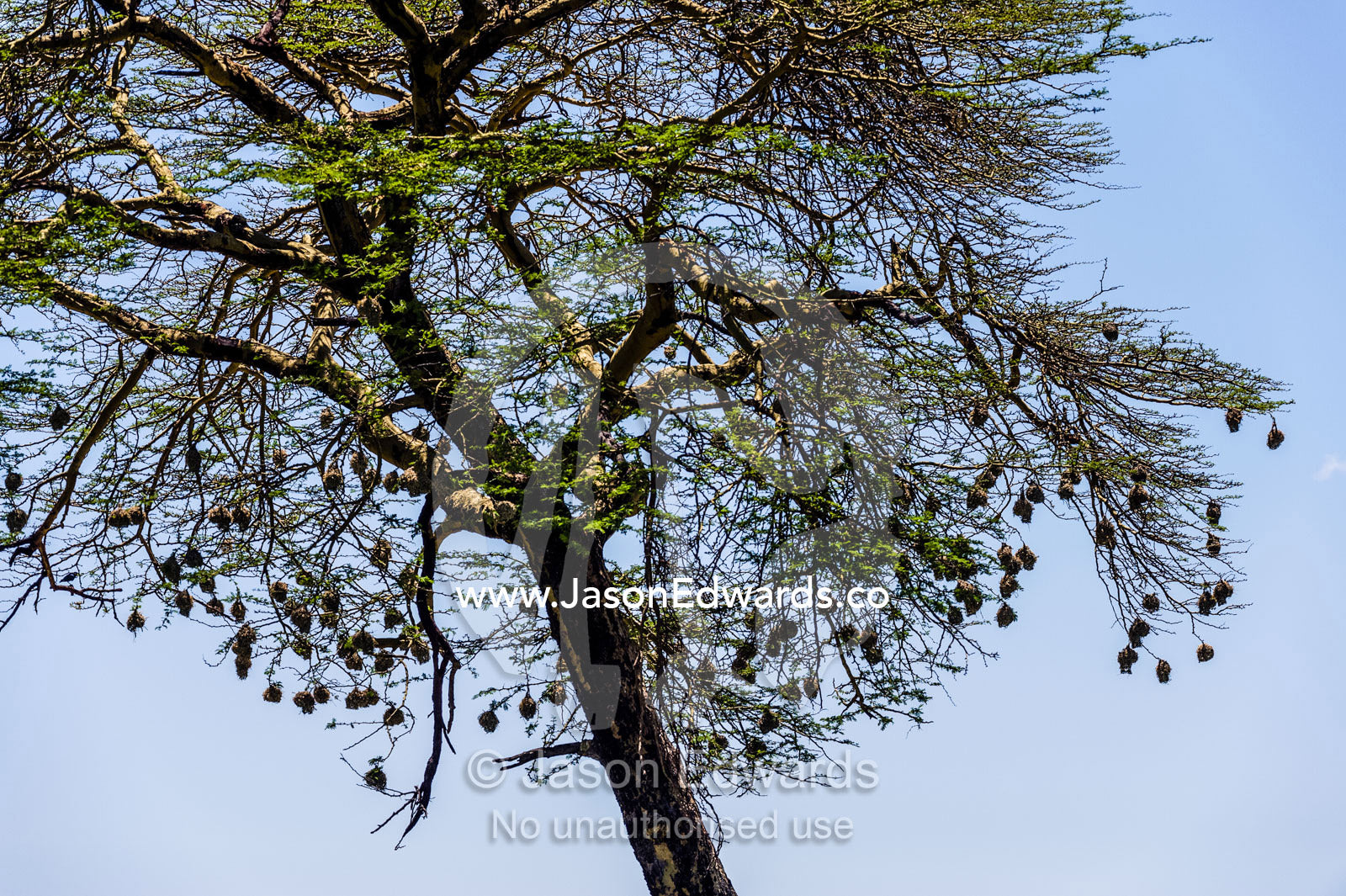 Weaver birds make their nests from grass and hang them from branches. Serengeti National Park, Serengeti, World Heritage Site, Tanzania.