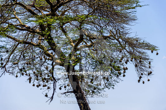 Weaver birds make their nests from grass and hang them from branches. Serengeti National Park, Serengeti, World Heritage Site, Tanzania.