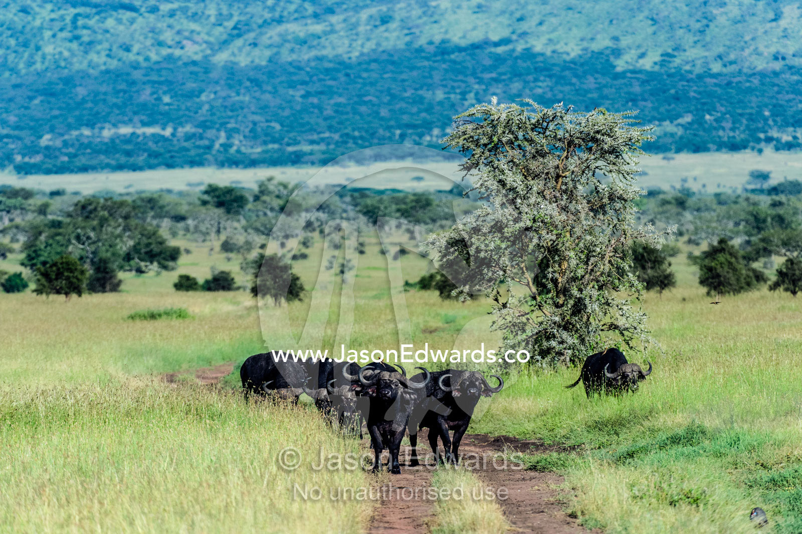 A herd of wary and aggressive African Buffalo bulls blocking a track over the savannah. Moru Kopjes, Serengeti National Park, Serengeti, World Heritage Site, Tanzania.