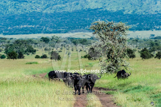 A herd of wary and aggressive African Buffalo bulls blocking a track over the savannah. Moru Kopjes, Serengeti National Park, Serengeti, World Heritage Site, Tanzania.