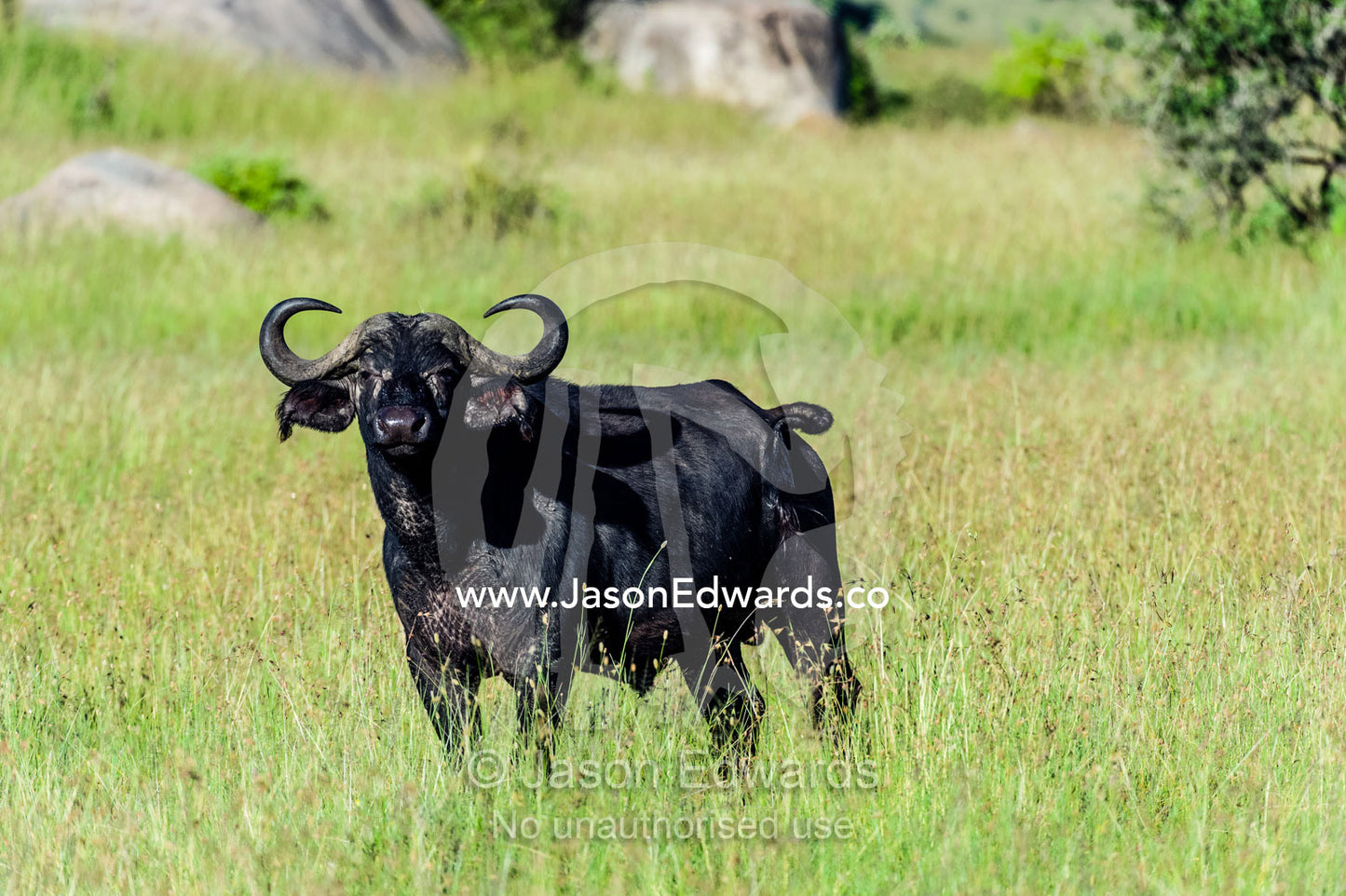 An alert African Buffalo with sharp horns standing on a grassland plain. Moru Kopjes, Serengeti National Park, Serengeti, World Heritage Site, Tanzania.