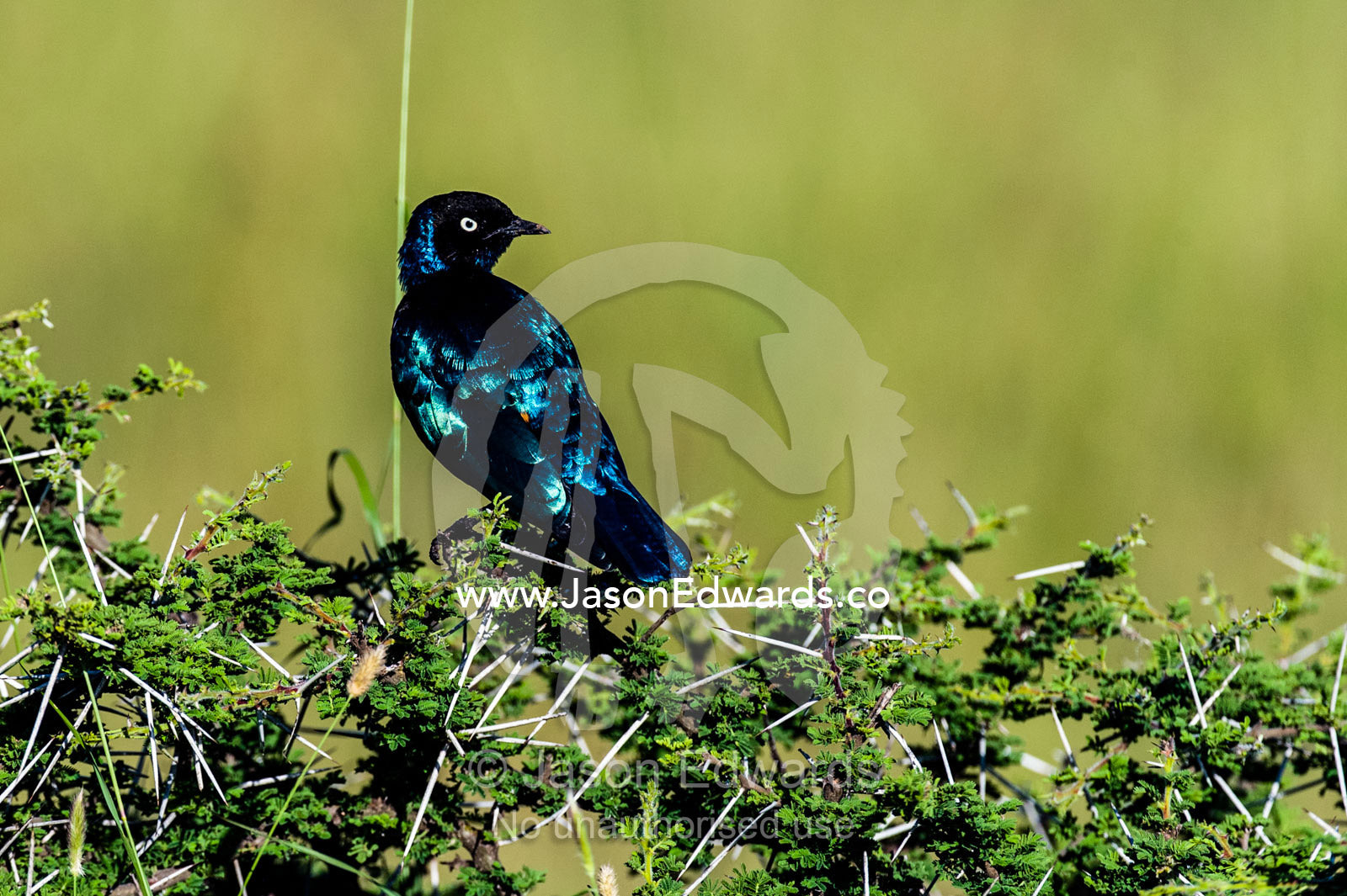 A Superb Starling roosting an a thorny acacia bush. Moru Kopjes, Serengeti National Park, Serengeti, World Heritage Site, Tanzania.