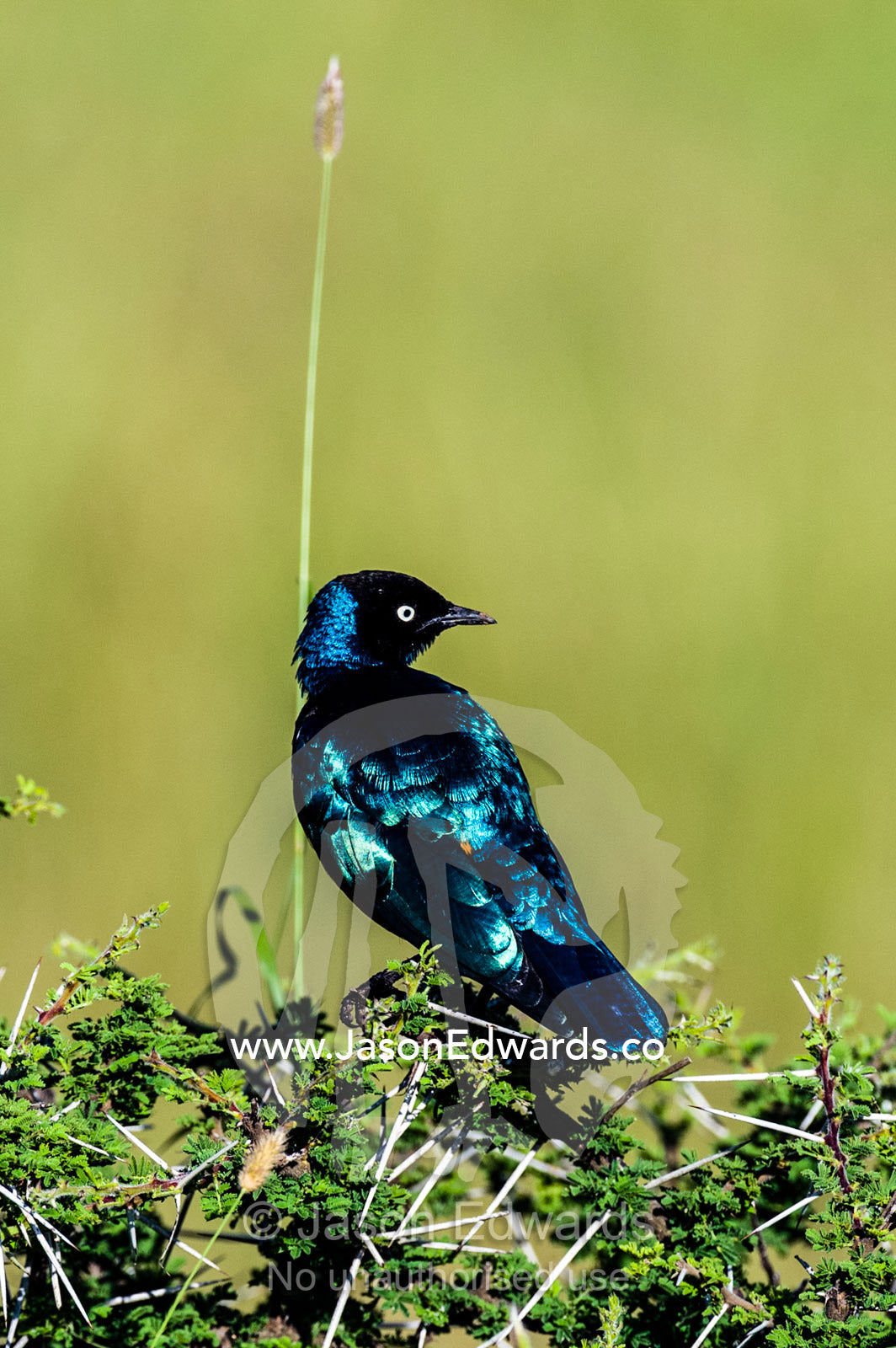 A Superb Starling roosting an a thorny acacia bush. Moru Kopjes, Serengeti National Park, Serengeti, World Heritage Site, Tanzania.