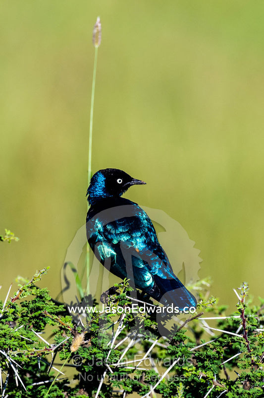A Superb Starling roosting an a thorny acacia bush. Moru Kopjes, Serengeti National Park, Serengeti, World Heritage Site, Tanzania.