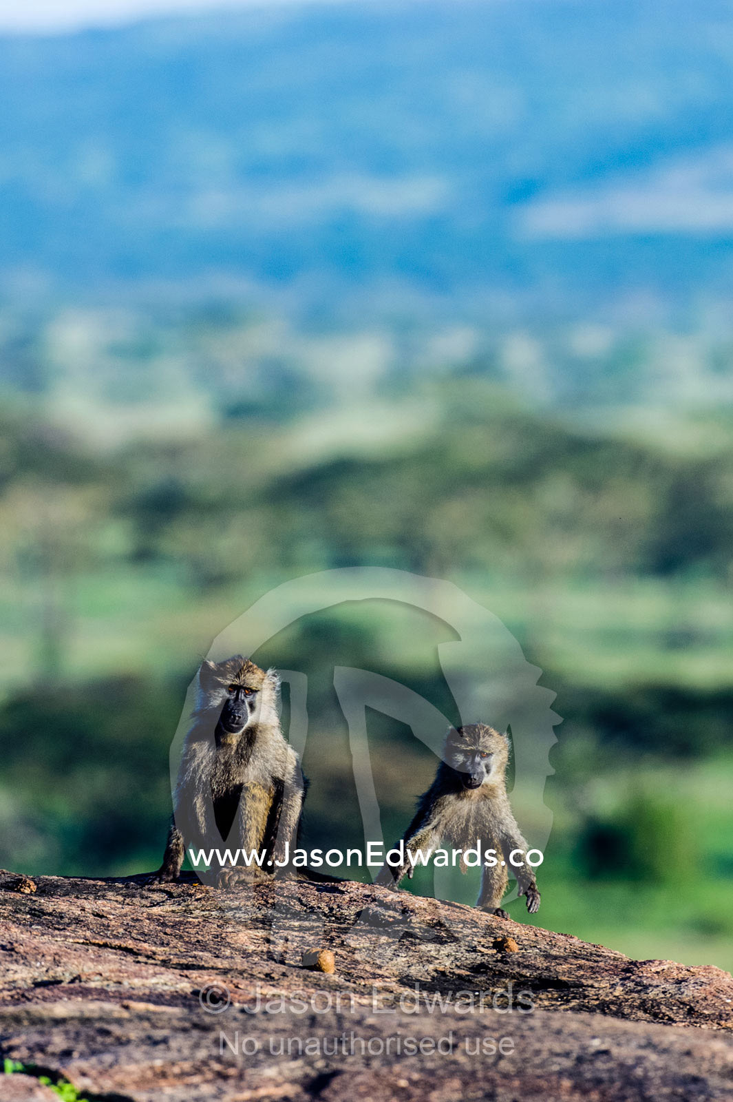 Juvenile Olive Baboons playing on top of a rocky granite outcrop known as a kopje. Moru Kopjes, Serengeti National Park, Serengeti, World Heritage Site, Tanzania.