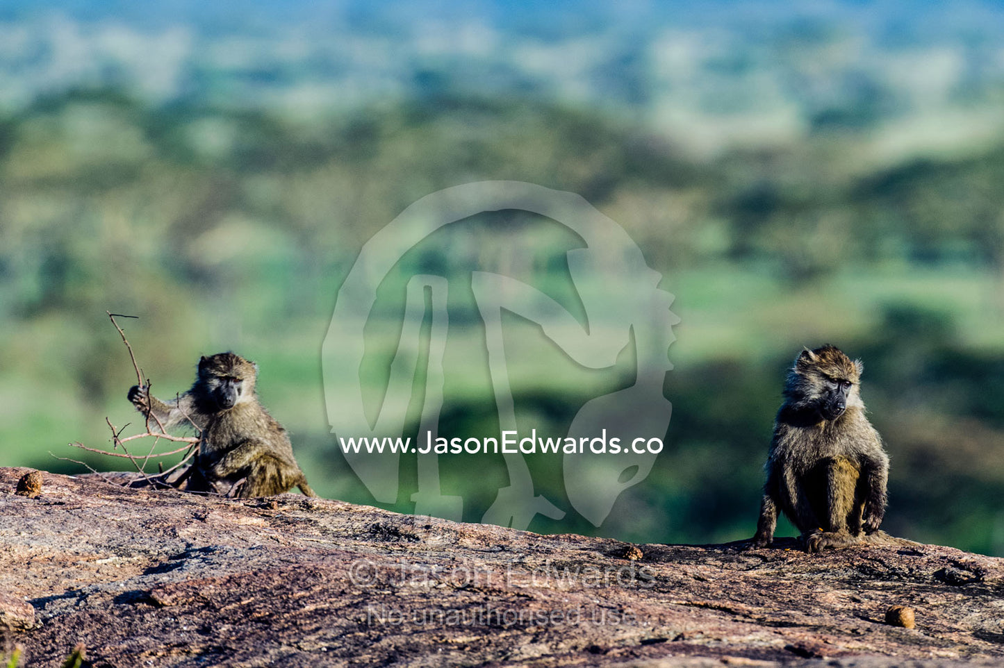 Juvenile Olive Baboons playing on top of a rocky granite outcrop known as a kopje. Moru Kopjes, Serengeti National Park, Serengeti, World Heritage Site, Tanzania.