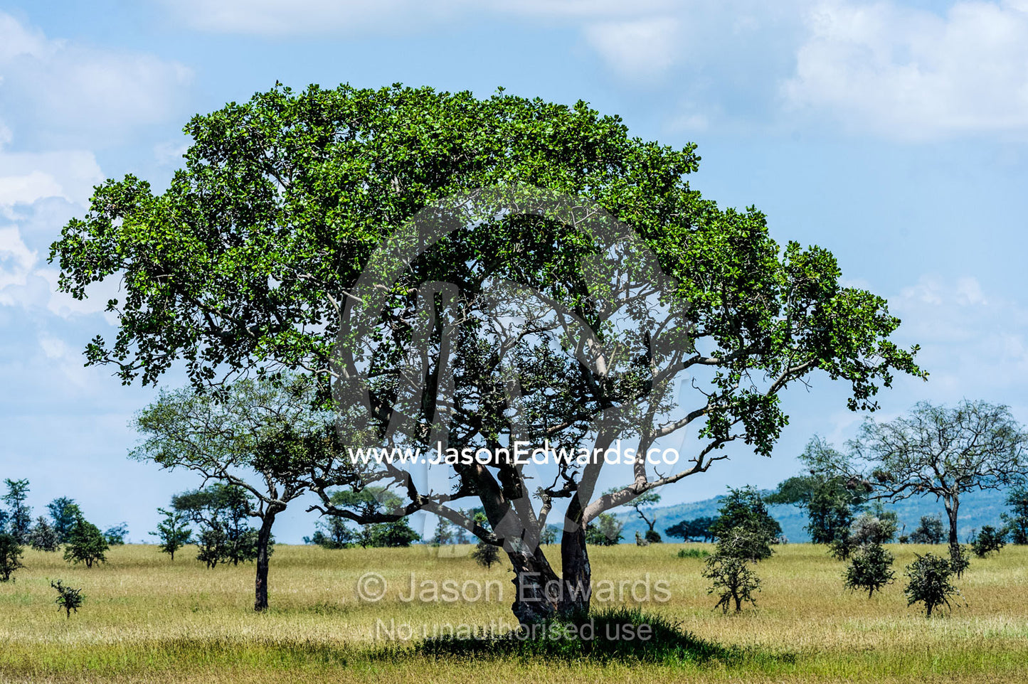An evergreen tree provides shade for wildlife on the savannah plain. Moru Kopjes, Serengeti National Park, Serengeti, World Heritage Site, Tanzania.