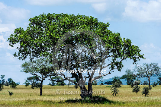 An evergreen tree provides shade for wildlife on the savannah plain. Moru Kopjes, Serengeti National Park, Serengeti, World Heritage Site, Tanzania.