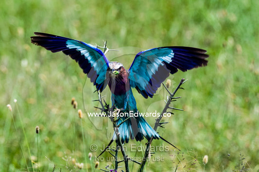 A colourful Lilac-breasted Roller landing on an thorny acacia bush with a caterpillar in it's beak. Moru Kopjes, Serengeti National Park, Serengeti, World Heritage Site, Tanzania.