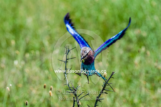 A colourful Lilac-breasted Roller landing on a thorny acacia bush with a caterpillar in it's beak. Moru Kopjes, Serengeti National Park, Serengeti, World Heritage Site, Tanzania.