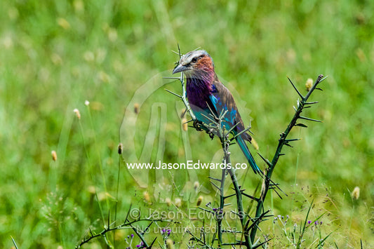 A colourful Lilac-breasted Roller perched on a thorny acacia bush. Moru Kopjes, Serengeti National Park, Serengeti, World Heritage Site, Tanzania.