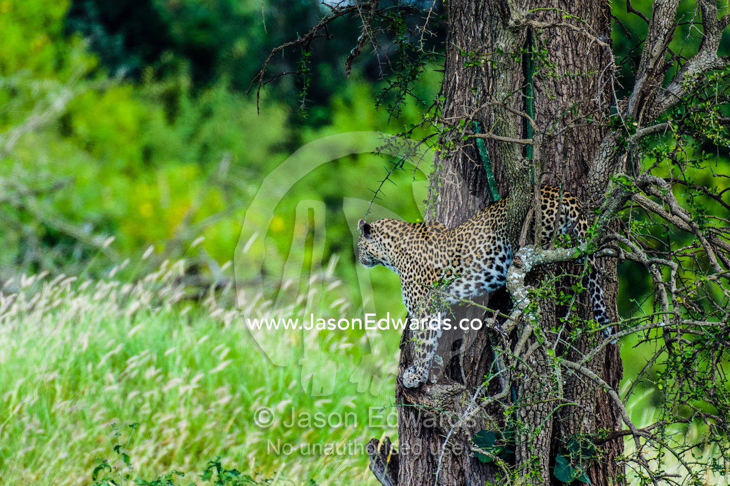 An African Leopard searches the grassland for prey from a perch in a tree. Moru Kopjes, Serengeti National Park, Serengeti, World Heritage Site, Tanzania.