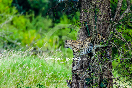 An African Leopard searches the grassland for prey from a perch in a tree. Moru Kopjes, Serengeti National Park, Serengeti, World Heritage Site, Tanzania.