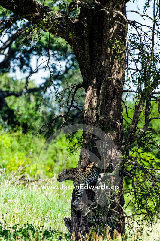 An African Leopard searches the grassland for prey from a perch in a tree. Moru Kopjes, Serengeti National Park, Serengeti, World Heritage Site, Tanzania.