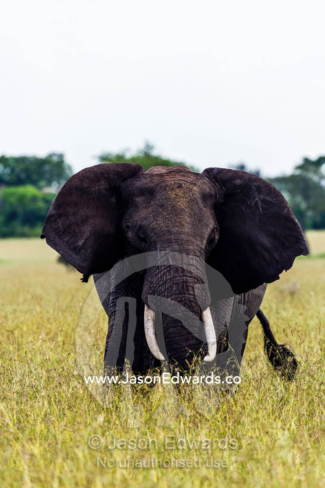 An African Elephant flapping it's ears whilst grazing on grasses on the savannah. Moru Kopjes, Serengeti National Park, Serengeti, World Heritage Site, Tanzania.