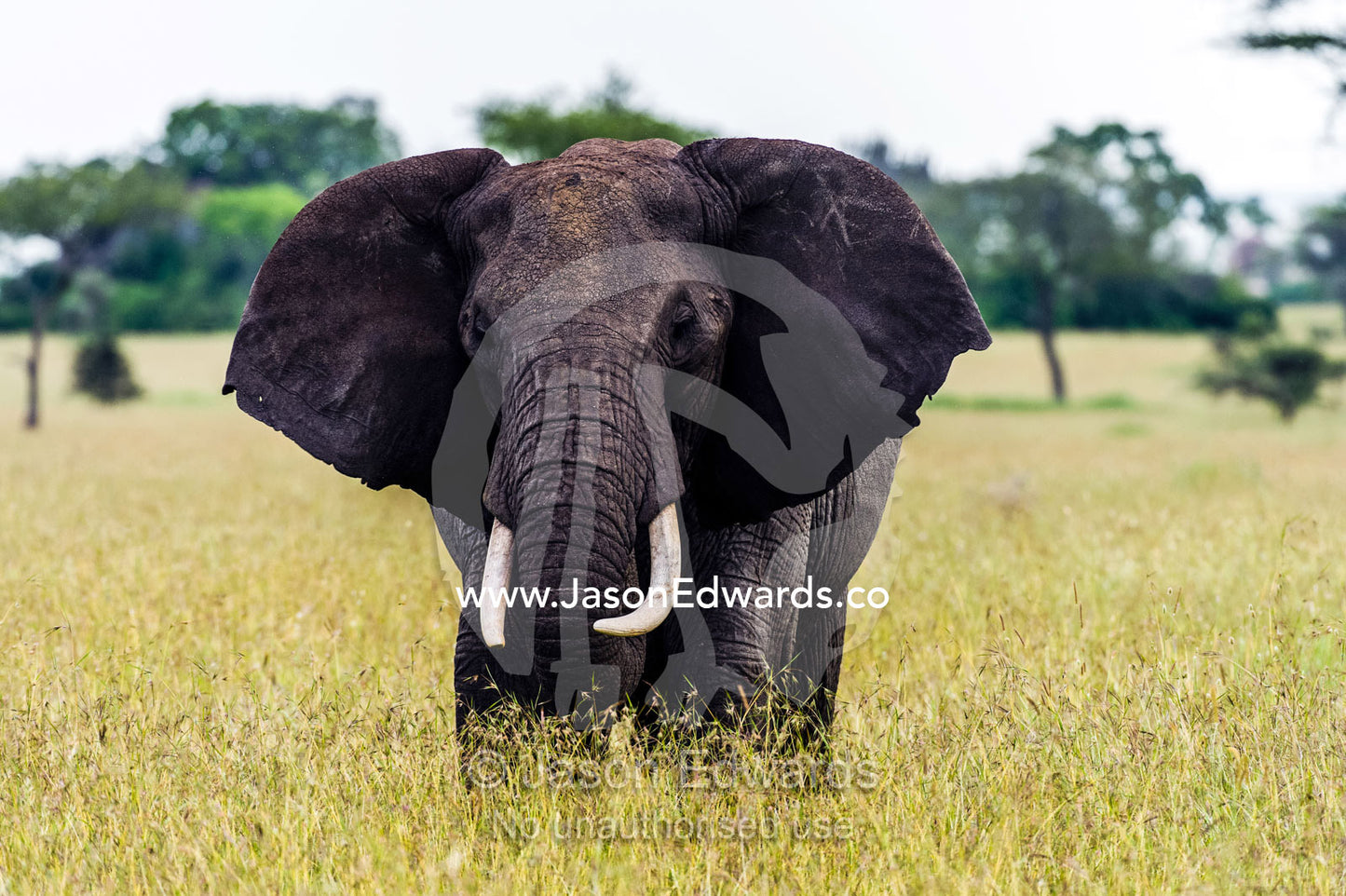 An African Elephant flapping it's ears whilst grazing on grasses on the savannah. Moru Kopjes, Serengeti National Park, Serengeti, World Heritage Site, Tanzania.