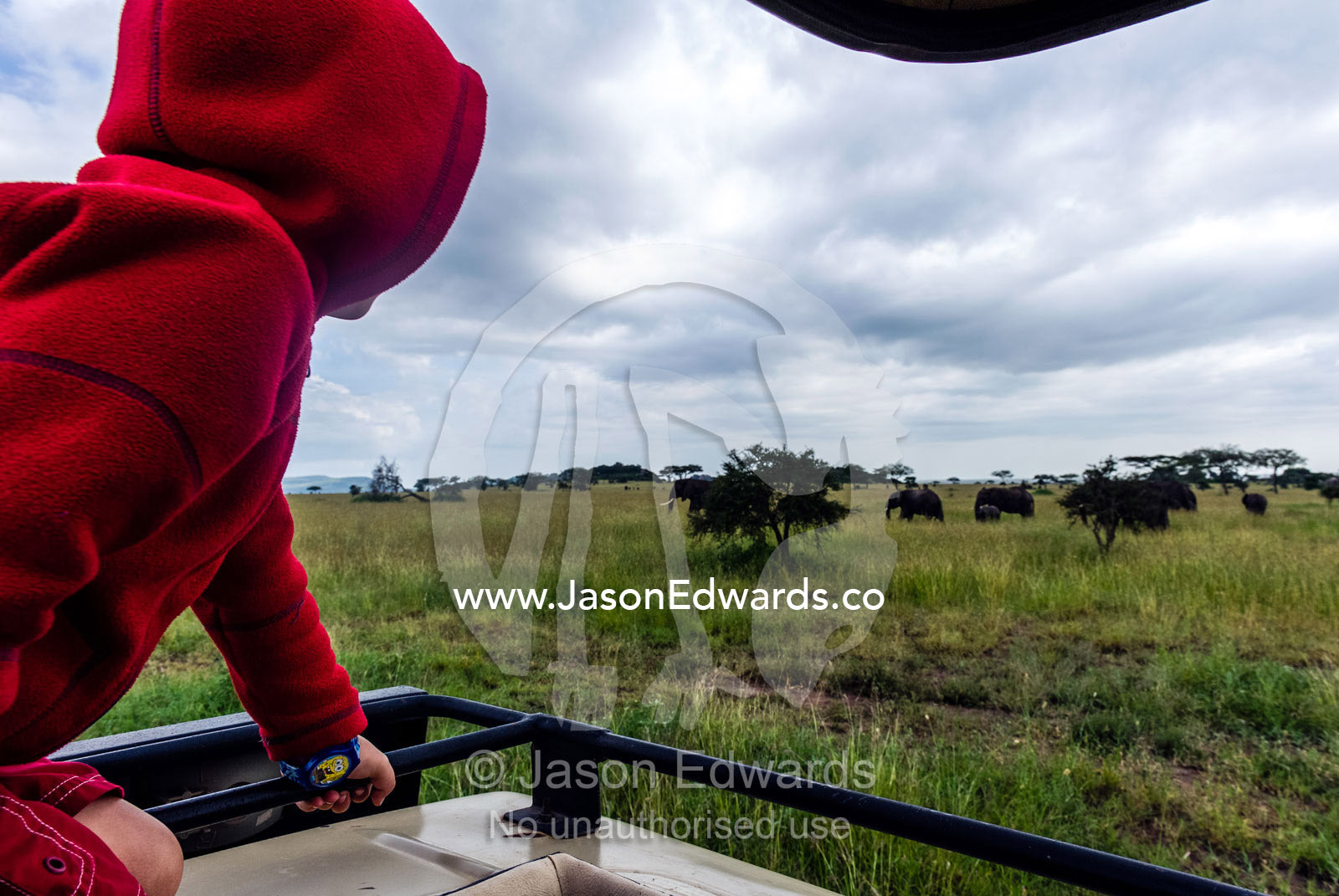 A boy watches African Elephants grazing on the savannah from a safari 4WD. Moru Kopjes, Serengeti National Park, Serengeti, World Heritage Site, Tanzania.