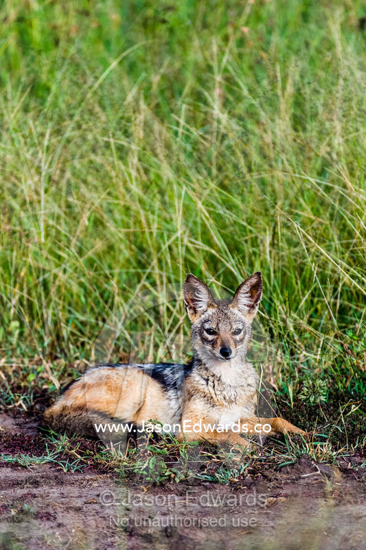 A Black-backed Jackal resting in a clearing amongst the tall grasses of the savannah plain. Moru Kopjes, Serengeti National Park, Serengeti, World Heritage Site, Tanzania.