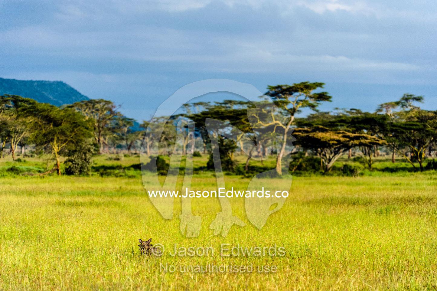 A Warthog peers through a grassland plain bordered by acacia woodland. Moru Kopjes, Serengeti National Park, Serengeti, World Heritage Site, Tanzania.