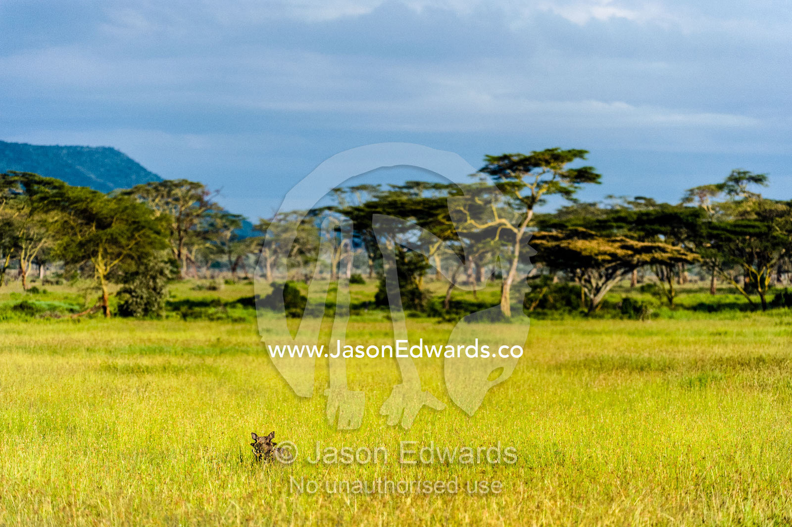 A Warthog peers through a grassland plain bordered by acacia woodland. Moru Kopjes, Serengeti National Park, Serengeti, World Heritage Site, Tanzania.